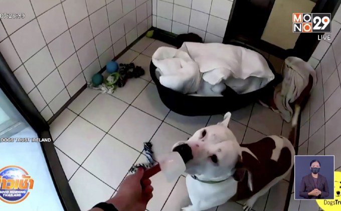 ไอร์แลนด์คลายร้อนน้องหมาด้วยไอศกรีมสูตรพิเศษ