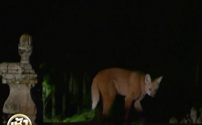 หลวงพ่อนักอนุรักษ์ “หมาป่าเคราขาว”