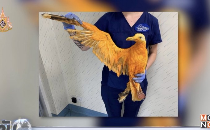 นกกระตั้วโชว์แดนซ์ตามจังหวะเพลง