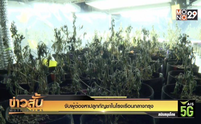 จับผู้ต้องหาปลูกกัญชาในโรงเรือนกลางกรุง