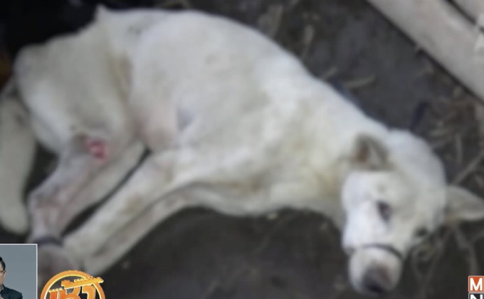 เนื้อสุนัขระบาดบนเกาะบาหลี