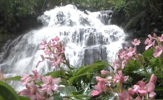 เที่ยวน้ำตกหน้าฝน ชมดอกลิ้นมังกรสีชมพู