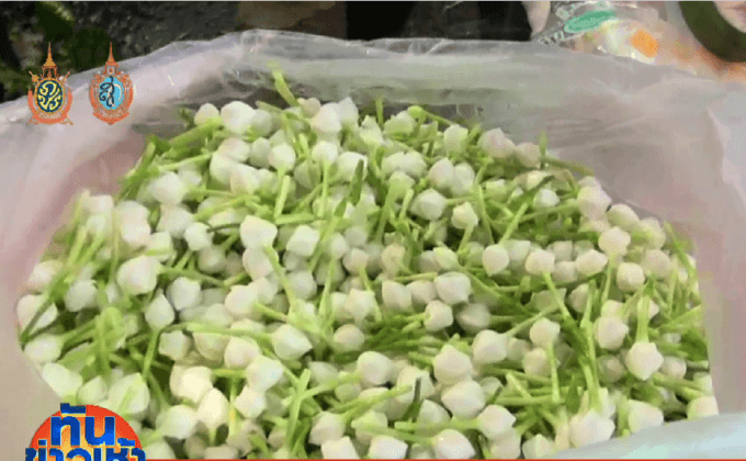 “ดอกมะลิ” ราคาพุ่งรับวันแม่