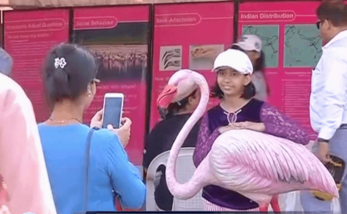แห่ชมนกฟลามิงโกในนครมุมไบ