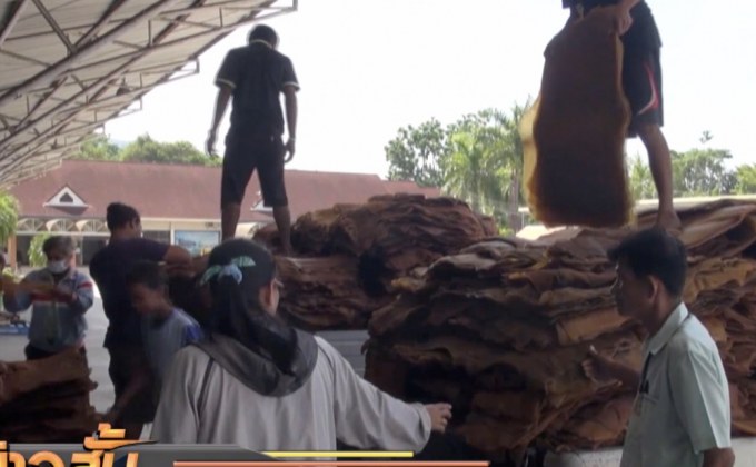 “เฉลิมชัย” มั่นใจราคายางพาราปีนี้ กก.ละ 60 บาท