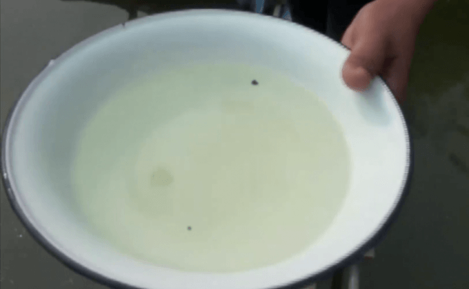 พบแมงกะพรุนในแม่น้ำปราจีนบุรี