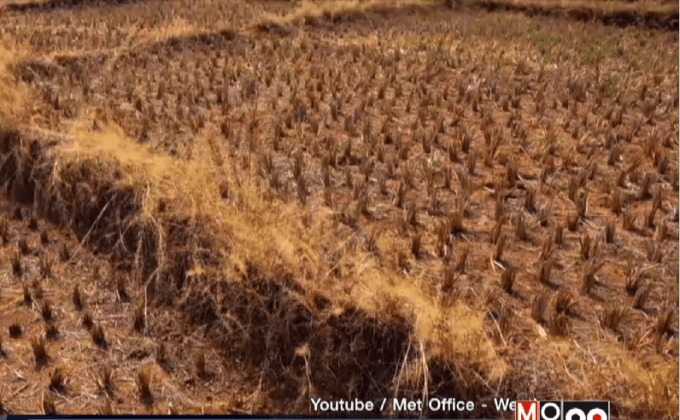 เอลนิโญทำให้เกิดปัญหาการขาดแคลนน้ำตาล