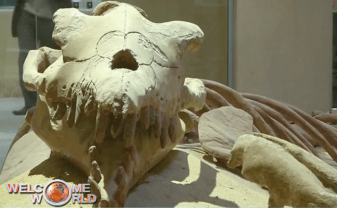 อียิปต์เปิดตัวพิพิธภัณฑ์ซากดึกดำบรรพ์แห่งแรก