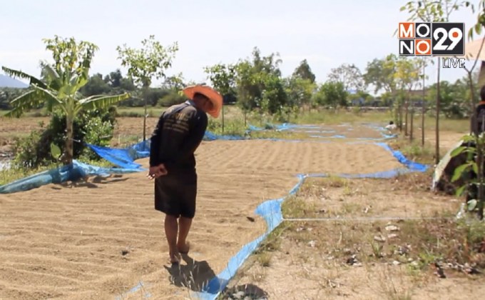 ชาวนาผวาข้าวถูกขโมย ต้องจัดเวรยามเฝ้า