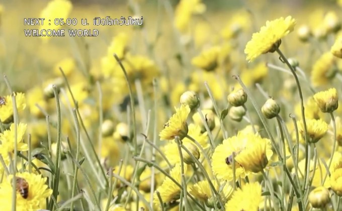 นักท่องเที่ยวแห่ชมสวน-ชิมชาดอกไม้ออร์แกนิก