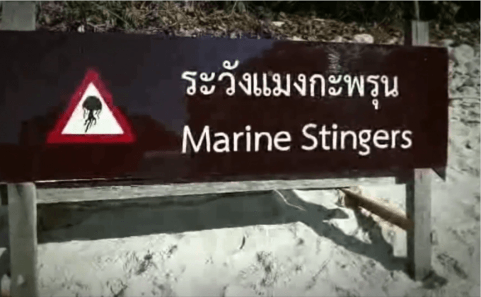 เตือนแมงกะพรุนพิษ