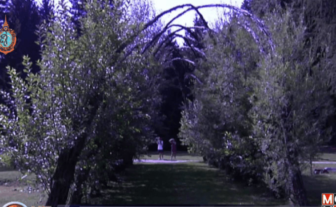 โบสถ์ต้นไม้ในอิตาลี