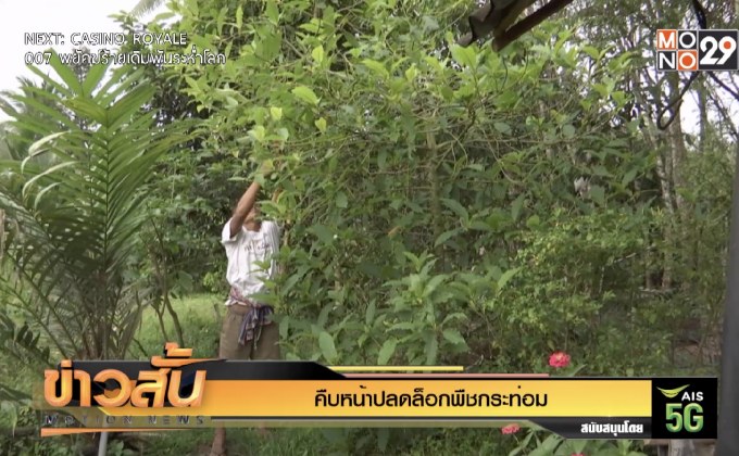 คืบหน้าปลดล็อกพืชกระท่อม