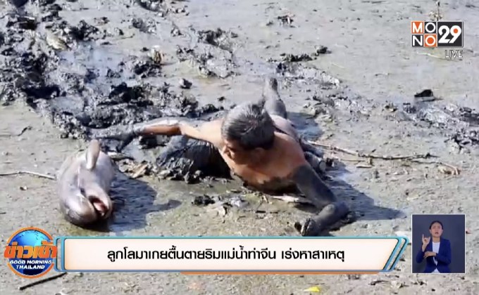 ลูกโลมาเกยตื้นตายริมแม่น้ำท่าจีน เร่งหาสาเหตุ