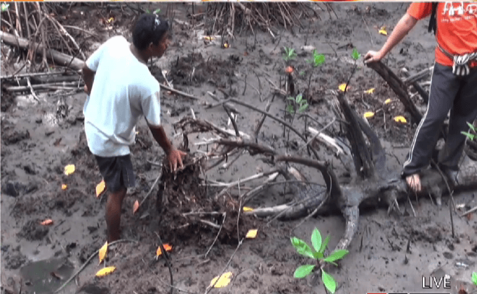 ลักลอบขุดตัวเพรียงทรายป่าชายเลน จ.ตรัง