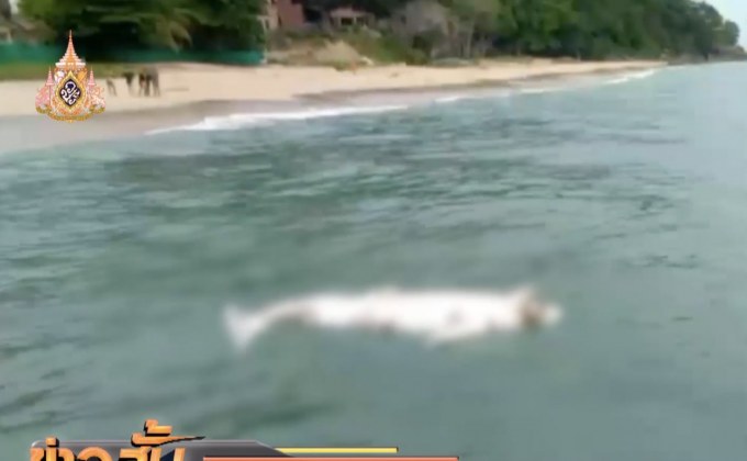 พะยูนลอยตาย จ.กระบี่