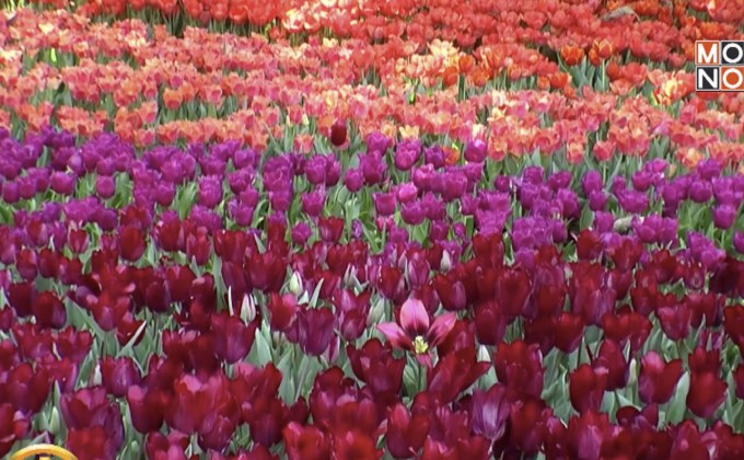 งานเชียงรายดอกไม้งาม ครั้งที่ 15