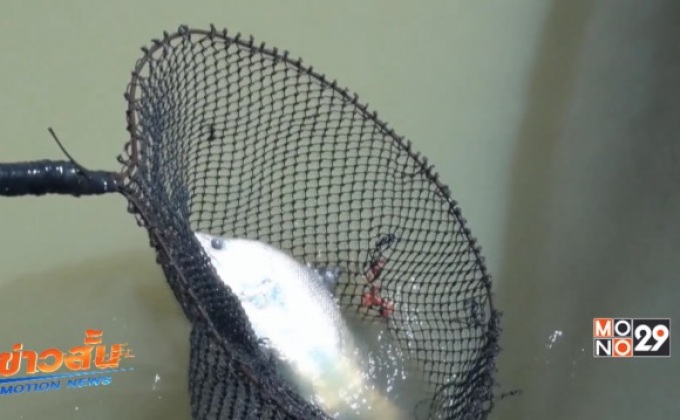 เร่งแก้ปัญหาเห็บน้ำระบาดในปลากระพงทะเลสาบสงขลา