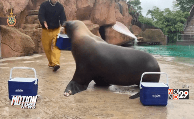 สิงโตทะเลในฝรั่งเศสทำนายผลยูโร 2016