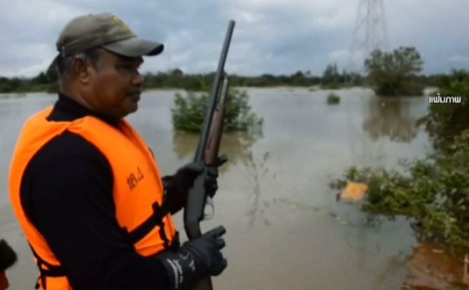 ค้นหาจระเข้ยาว 5 เมตรหลุดจากสวนสัตว์ จ.นครศรีฯ