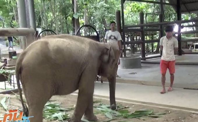 เร่งรักษา พังมาลี หลังกินดินเกินขนาด