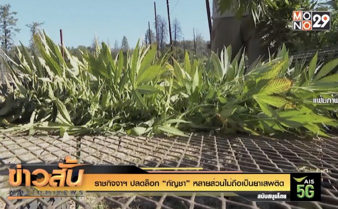 ราชกิจจาฯ ปลดล็อก “กัญชา” หลายส่วนไม่ถือเป็นยาเสพติด