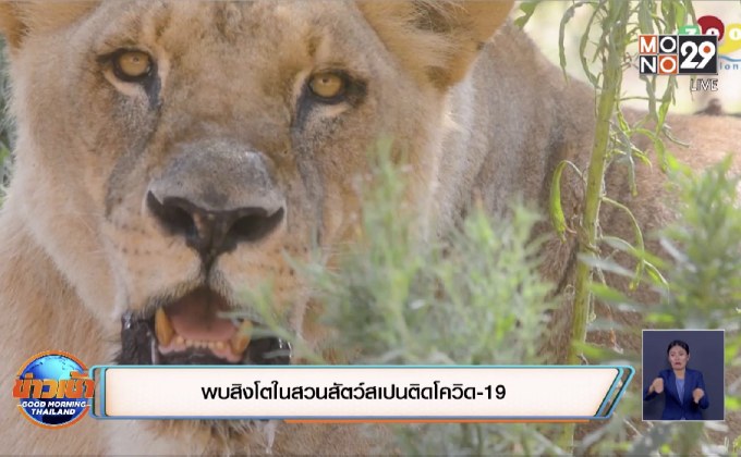 พบสิงโตในสวนสัตว์สเปนติดโควิด-19