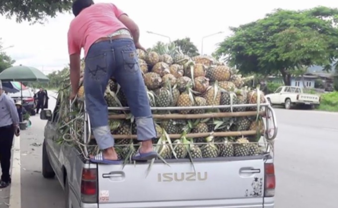 ชาวสวนสับปะรดลำปาง ขู่ผูกคอตายหนีหนี้