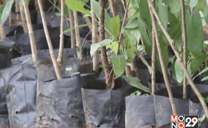 มอบกล้าไม้ เร่งฟื้นฟูป่าต้นน้ำป่าสัก