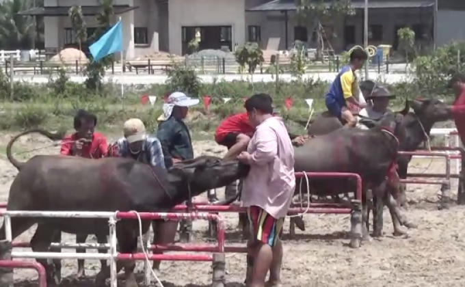 สนุกสนานกับประเพณีวิ่งควาย จ.ชลบุรี