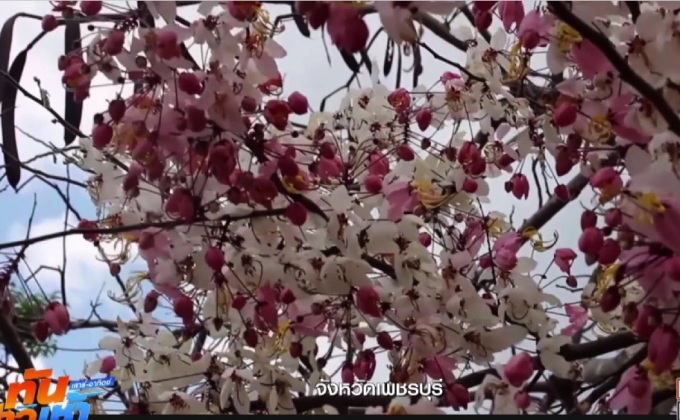 ดอกกัลปพฤกษ์ บานสะพรั่งรับนักท่องเที่ยว