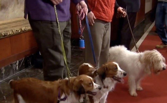 สหรัฐฯ ขึ้นทะเบียนสุนัขพันธุ์ใหม่