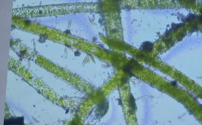 ที่กรองน้ำทำจากสาหร่ายสีเขียว