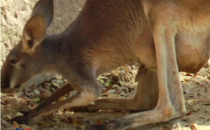 สวนสัตว์เชียงใหม่ เผยโฉมลูกจิงโจ้แดงครั้งแรก