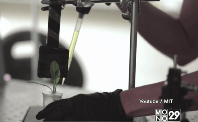 MIT คิดค้นการใช้ต้นผักโขมตรวจสอบหาระเบิด