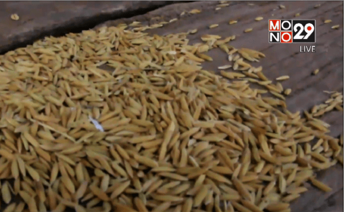 โจรขโมยข้าวเปลือกอาละวาด อุดรธานี