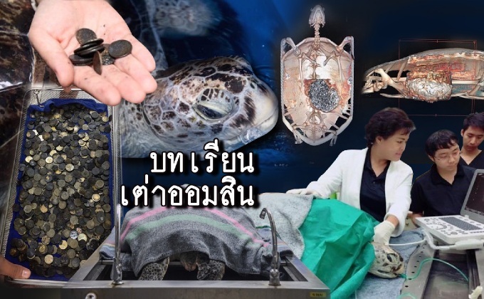 บทเรียนเต่าออมสิน