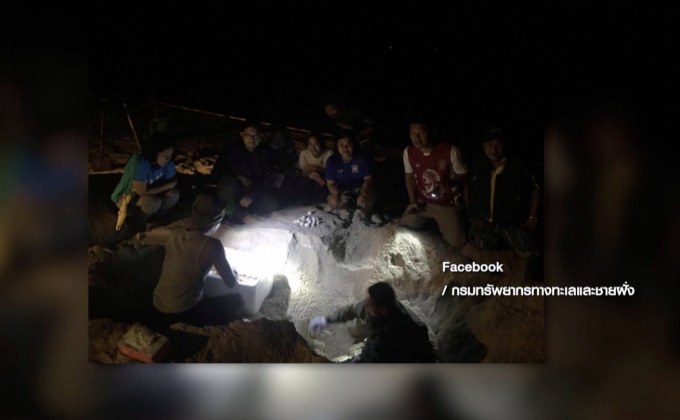 เต่ามะเฟืองขึ้นวางไข่รังที่ 8 พบไข่ดี 105 ฟอง