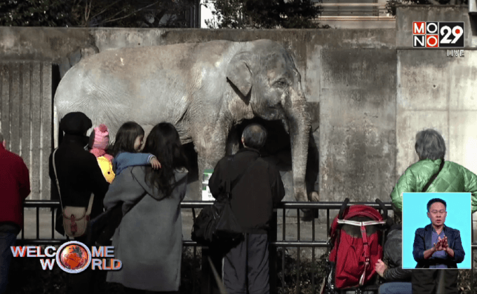 “ฮานาโกะ” ช้างไทยวัย 69 ปีในญี่ปุ่น ตายแล้ว