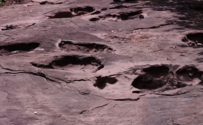 พบรอยเท้าสัตว์ปริศนาขนาดใหญ่ จ.กาฬสินธุ์