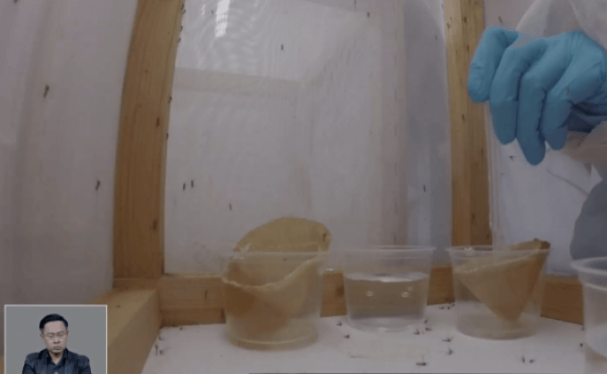 เบลเยียมวิจัยการฆ่ายุงด้วยกลิ่นของศัตรูตามธรรมชาติ