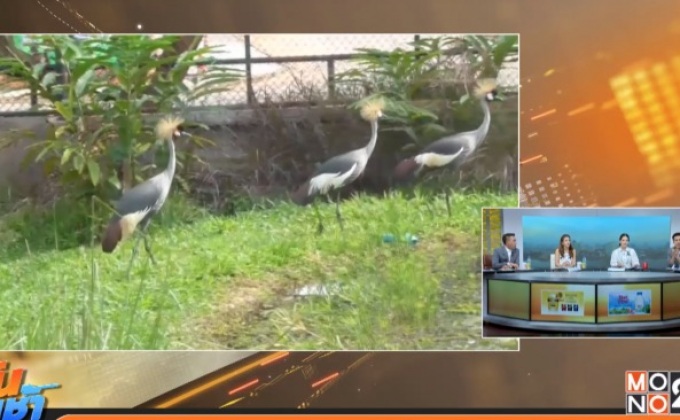 สวนสัตว์โคราช เปิดส่วนแสดงนกกระเรียนโลก