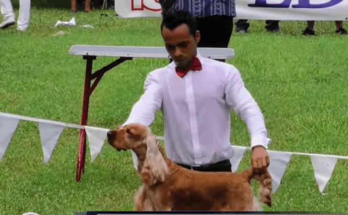 การประกวดสุนัขในคิวบา