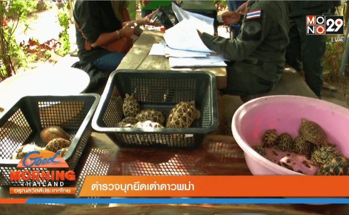ตำรวจบุกยึดเต่าดาวพม่า