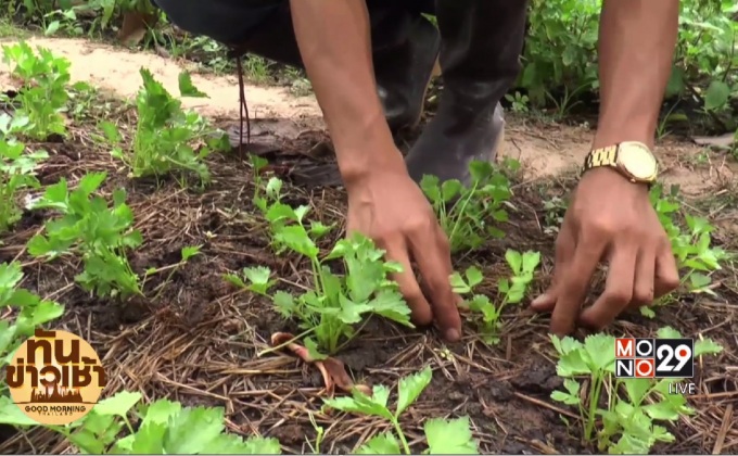 หนุ่มมหาสารคาม ปลูกผักออร์เเกนิกส์ สร้างรายสู่ชุมชน 