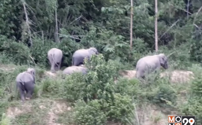 ช้างป่าบุกฐาน ตชด. จ.ประจวบคีรีขันธ์