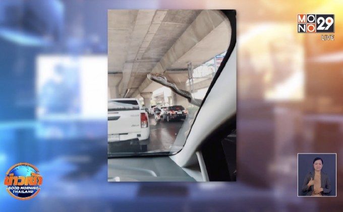 งูเหลือมเลื้อยหนีหนาวจากห้องเครื่องรถยนต์ออกมาขณะขับ