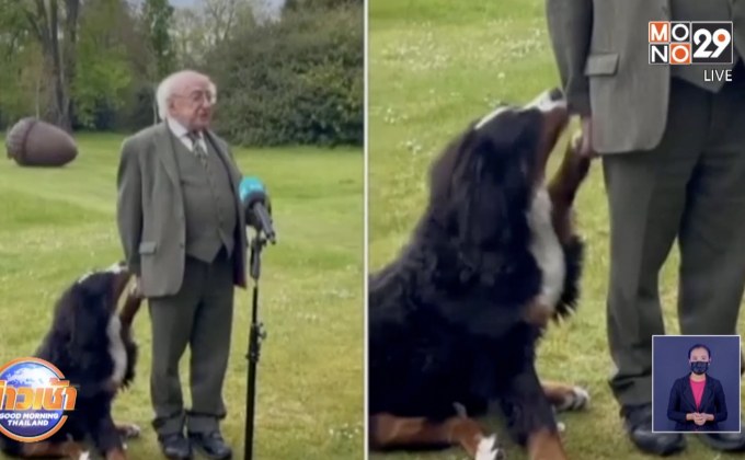 คลิป น้องหมา ปธน.ไอร์แลนด์ ขโมยซีน ระหว่างให้สัมภาษณ์