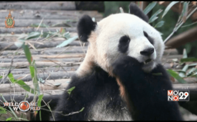 แพนด้ายักษ์เพิ่มจำนวนขึ้น