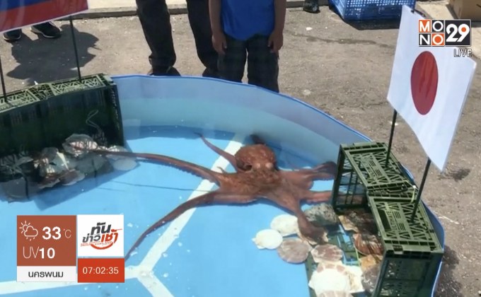 หมึกญี่ปุ่นทำนายบอลโลกถูกแล่เป็น “ซาชิมิ”